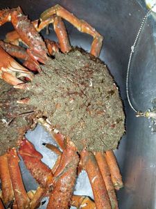 Araignée de Mer Atlantique