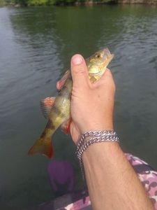 European Perch