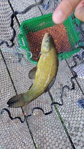 Tench