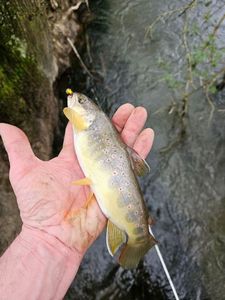 Brown Trout