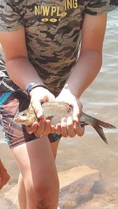 Common Bream
