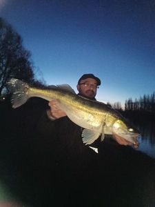 Zander