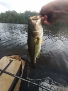 Largemouth Bass