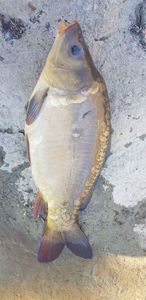Leather Carp