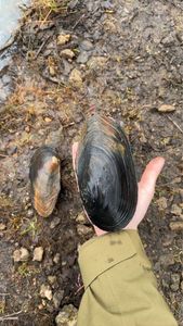 Blue Mussel