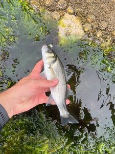European Bass (Seabass)