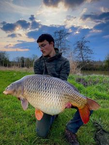 Common Carp