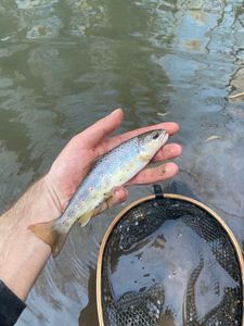Brown Trout