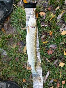 Northern Pike