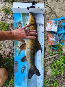 Barbel