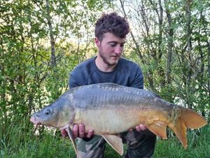 Mirror Carp