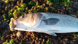 European Bass (Seabass)
