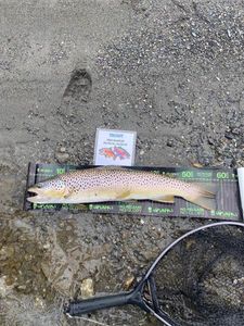 Brown Trout