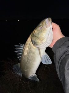 European Bass (Seabass)
