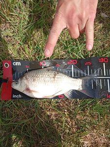 Crucian Carp