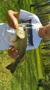 Smallmouth Bass