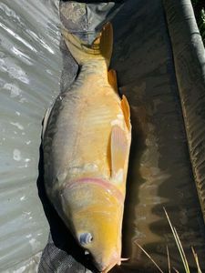 Leather Carp