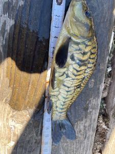 Mirror Carp