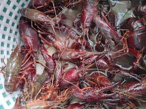 Spinycheek Crayfish