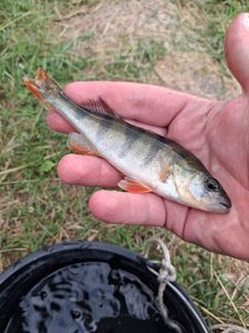 European Perch