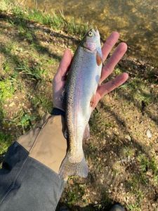 Rainbow Trout