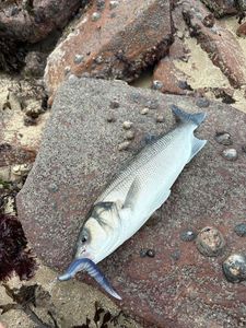 European Bass (Seabass)