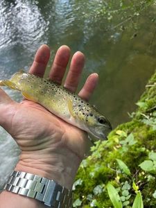 Brown Trout