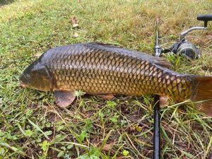 Common Carp