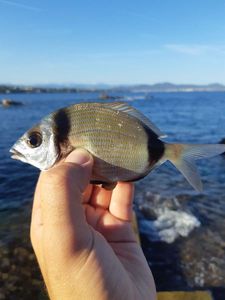 Common Two-banded Seabream