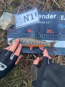 Arctic Char