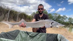 Sturgeon