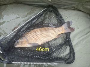 Crucian Carp
