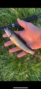 Brook Trout