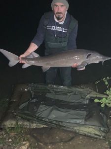Sturgeon