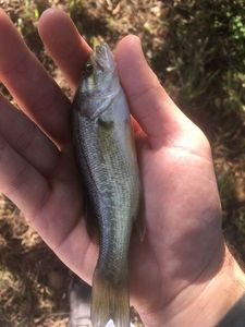 Largemouth Bass