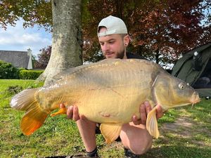 Mirror Carp