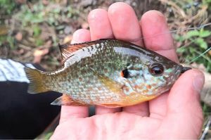 Green Sunfish