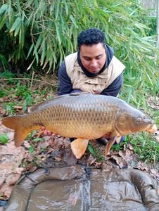 Common Carp