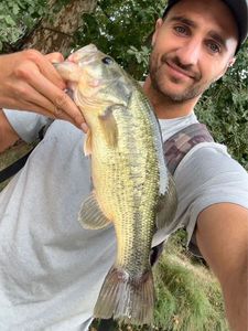 Largemouth Bass