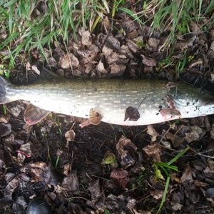 Northern Pike