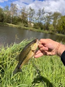 Smallmouth Bass