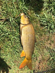 Common Carp