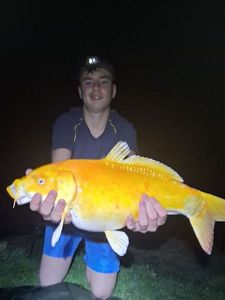Koï Fish