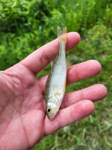 European Perch, gefangen von Yohann Picard TEAM GUNKIPIKE