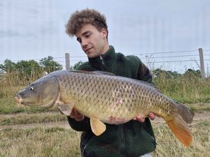 Common Carp