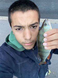 European Perch