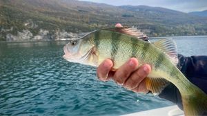 European Perch