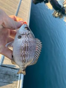 Black Seabream