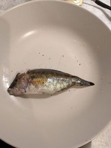 Axillary Wrasse