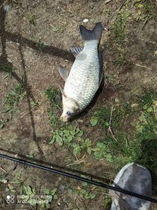 Common Bream